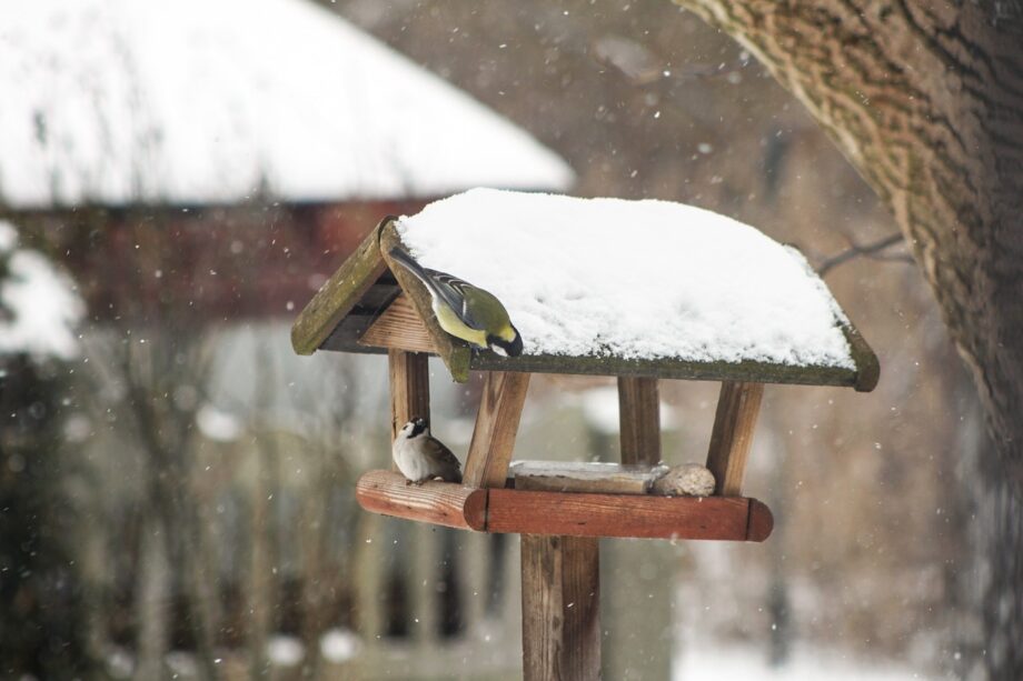 Wie kann man Vögeln im Winter helfen?