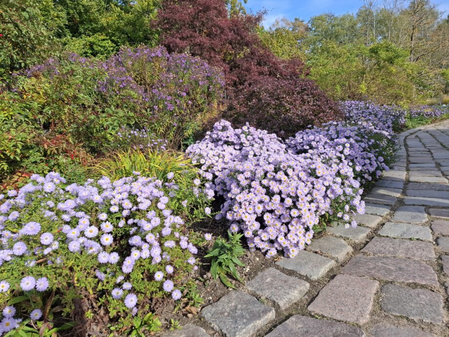 Astern als Wegbegrenzung, Britzer Garten