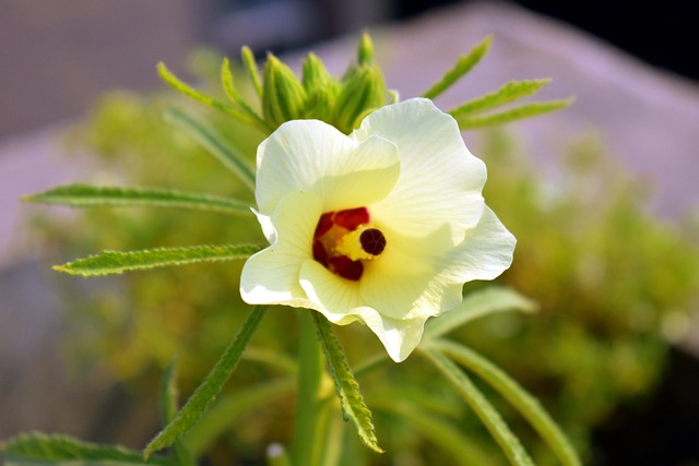 Okra Blüte