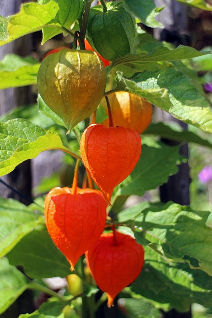 Physalis